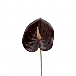 Artificial Flower Anthurium Dark Red