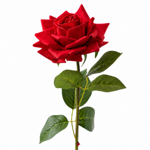 Hyper Realism Rose Red