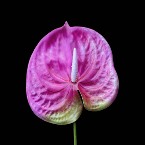 Artificial Anthurium Hot Pink