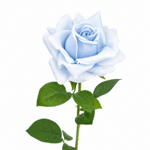 Hyper Realism Rose Baby Blue